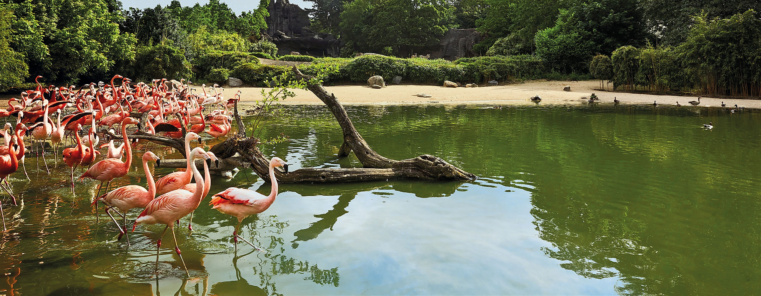 flamingos-c-tierpark-hagenbeck-david-maupile
