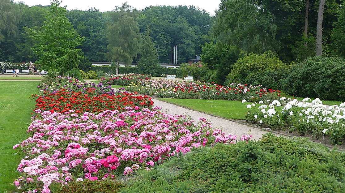 Der Rosengarten in Pinneberg