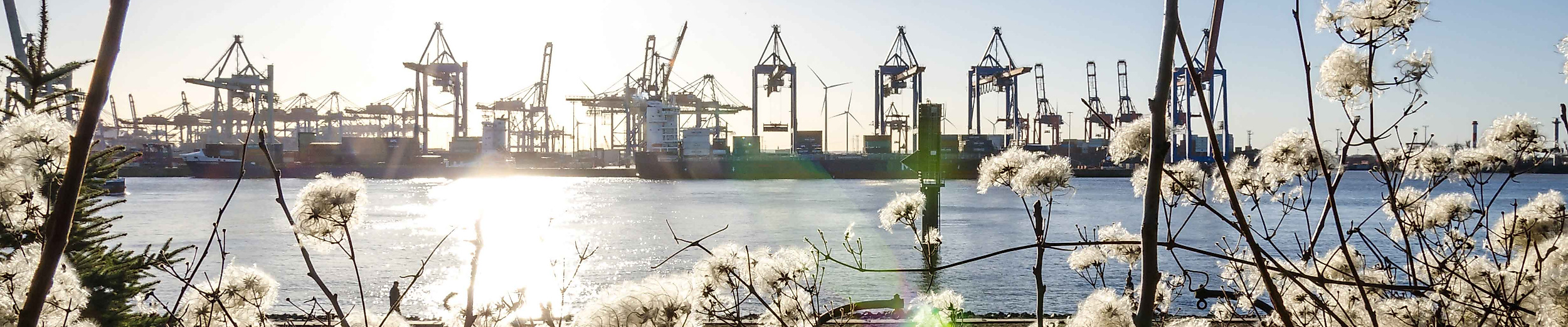 Blühende Frühlingszweige vor sonnigem Blick auf die Containerkräne im Hamburger Hafen