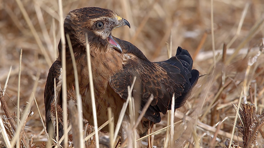 photo-3-12_juvenil_aguilucho_cenizo_chillando_autor_alfredo_penella