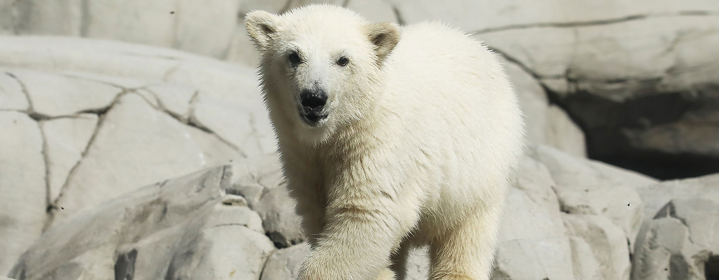 Baby polar bear in Hagenbecks zoo