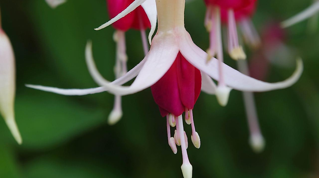 fuchsie