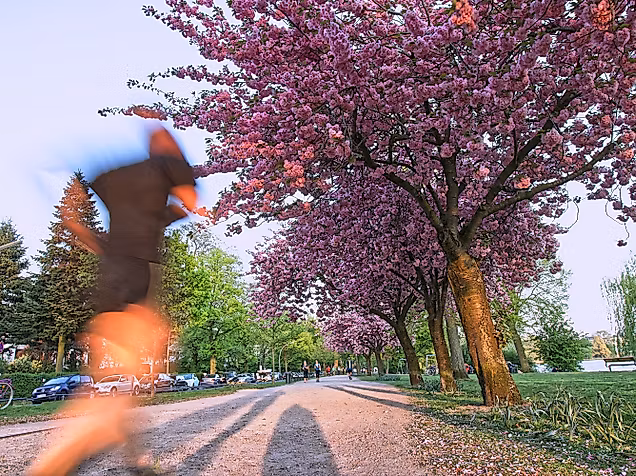 Jogger läuft an blühenden Kirschbäumen entlang der Außenalster bei frühlingshaftem Wetter in Hamburg